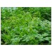 Organic Gynostemma Pentaphyll​um Herbal Health Tea Pearl Jiaogulan Herb tea